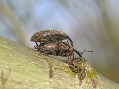 Dorytomus taeniatus