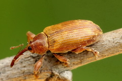 Dorytomus tortrix