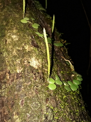 Peperomia circinnata