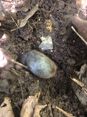 Amblysomus hottentotus
