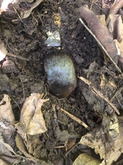 Amblysomus hottentotus