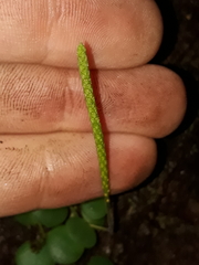 Peperomia circinnata