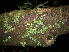 Peperomia circinnata