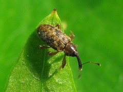 Dorytomus taeniatus