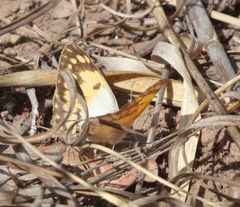 Colotis vesta mutans