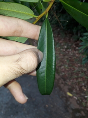 Erythroxylum daphnites