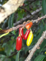Erythroxylum daphnites