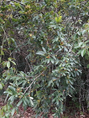 Erythroxylum daphnites