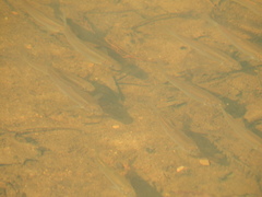 Notropis longirostris