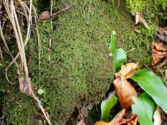 Mesoptychia collaris