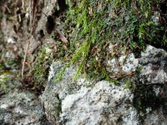 Orthothecium rufescens