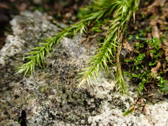 Orthothecium rufescens