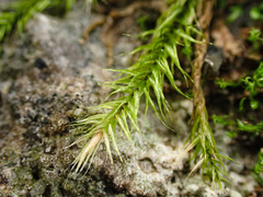 Orthothecium rufescens