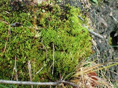 Hydrogonium croceum