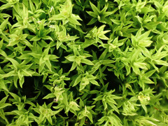 Hydrogonium croceum