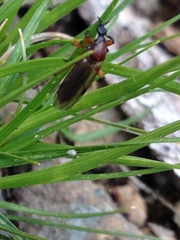 Bibio articulatus