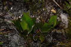 Mairia coriacea