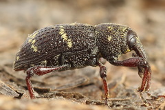 Hylobius pinastri