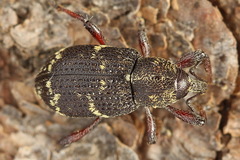 Hylobius pinastri