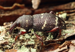 Hylobius pinastri