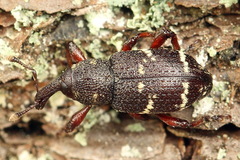 Hylobius pinastri