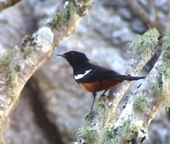 Thamnolaea cinnamomeiventris