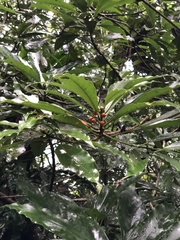 Machilus japonica