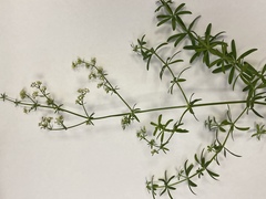 Galium mollugo