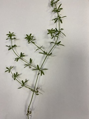 Galium mollugo