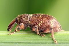 Hylobius transversovittatus