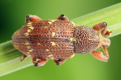 Hylobius transversovittatus