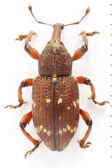 Hylobius transversovittatus