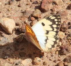 Colotis vesta mutans