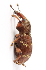 Hylobius transversovittatus