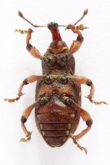 Hylobius transversovittatus