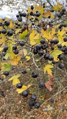 Crataegus pentagyna