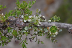Leptospermum spinescens
