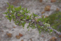 Leptospermum spinescens