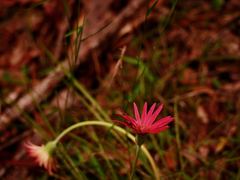 Gerbera jamesonii