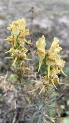 Linaria biebersteinii