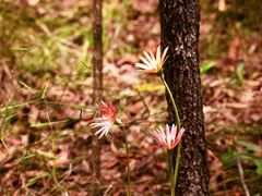 Gerbera jamesonii