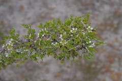 Leptospermum spinescens