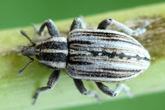 Hypera arator