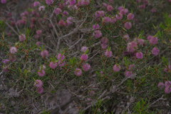 Melaleuca carrii
