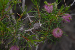 Melaleuca carrii