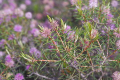 Melaleuca carrii