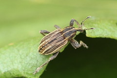 Hypera arator
