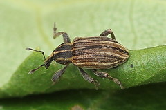 Hypera arator