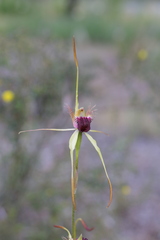 Caladenia thinicola