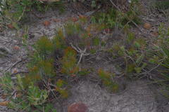 Melaleuca torulosa